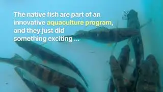 Yellow perch in school aquaculture program surprise Maryland students