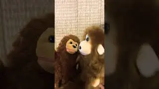 Laughing monkey #funny #monkey #comedy #animals #cute #animal #reels #shortsfeed #shortsvideo