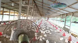 সহজ পদ্ধতি ব্রয়লার মুরগী কি ভাবে পালন করবেন