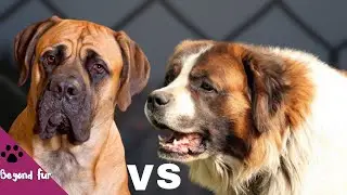English Mastiff vs St. Bernard &ndash; Fight Comparison