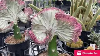 COMMON TO RARE INDOOR / OUTDOOR PLANTS IN JAPAN GARDEN SHOP