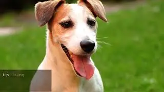 Decode Your Dog: What Their Postures Really Mean