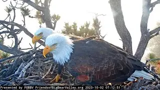Jackie & Shadow❤️morning nestorations 🥰😘/ Big Bear Bald Eagle Live Nest - Cam 1 / 2023-10-02