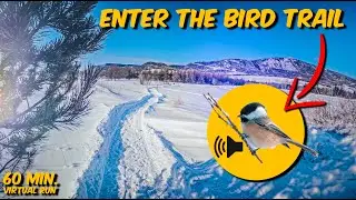 Listen To Birds In A Beautiful Forest - Virtual Run For Treadmill