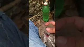 Primeira caçada de 2026 top rendeu 3 abates top  mas me roubaram o cano da serva triste 