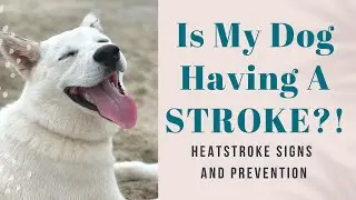 Dog Overheating | HEAT STROKE  Symptoms and Prevention | Stacia Island Vet