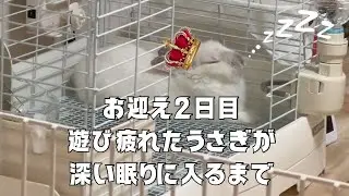 【お迎え2日目】初めての部屋んぽ後、疲れて深い夢の世界へ…【うさぎ】