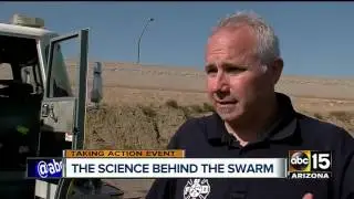 Surviving the swarm: Arizona bee season in full swing