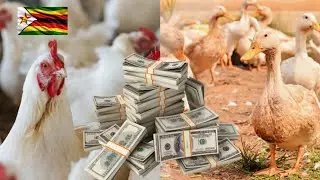 Chicken Farming Vs Duck Farming Which Is More Profitable In Zimbabwe 