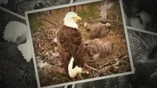 Berry College Eagles: 2016