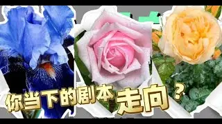 你的当下的剧本走向，正在走向何方where you go?