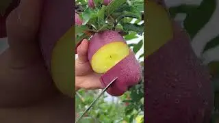 This Common Fruit Is More Powerful Than You Think 🍎 #like #subscribe #viral