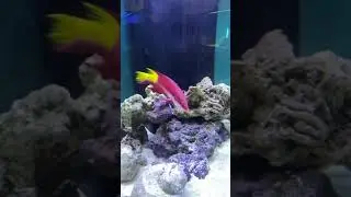 Cuban Hog Fish AVAILABLE