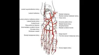 Arcuate artery &rarr; dorsal metatarsal arteries &rarr; dorsal digital arteries