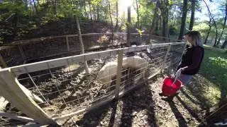 Processed pig from the butcher.... Pig Farmer Ben #2
