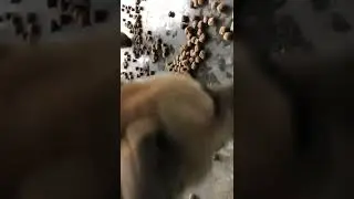Feeding first camp stray dogs