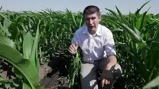 A felszín feletti csepegtető öntözés megoldásai - 2. rész
