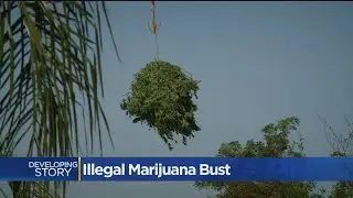 At Least 17 Arrested In Marijuana Bust At Galt Nursery