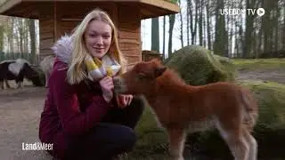 Mini-Pony im Tierpark Wolgast