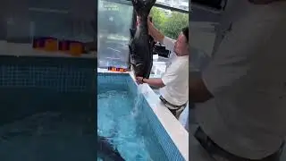 Live fish packing tips for express delivery