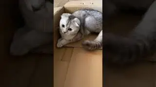 Мия новинка #сваты6 #cat #коледнамузика #новамузика #cute #cute #kitten #funny #funny #kitty #юмор