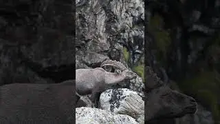 the Alps 🏔️Hiking and Filming Alpine Wildlife! #natureencounters