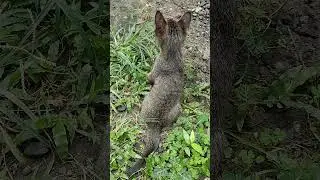 #cat #cute #kitten #update #animals #nature #short #viralvideo