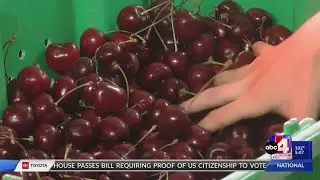 Farmers along famous Fruit Highway expect great harvest, but there could be a challenge