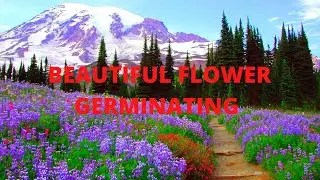 Beautiful Flower Germinating Stock Footage | Nature  | Garden | Free 4K / HD Videos - No Copyright
