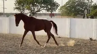 Beautiful Horses Free Style Run 