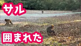 【東京】散歩中にサルに囲まれた