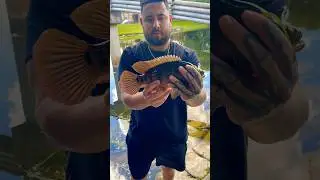 Catching a Mayan Cichlid in Miami 🎣🐠 #fish #fishing #fishingvideo #florida #miami #outdoors #fun