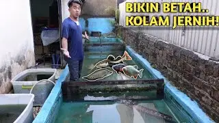 SEMUA IKAN MONSTER MASUK KE KOLAM JERNIH! SEHARIAN KURAS KOLAM SAMPE BERSIH