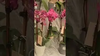 #youtubshort #orchidcollection #minislittleworld
