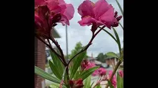 Beautiful of big Oleander flowering plant in the pot