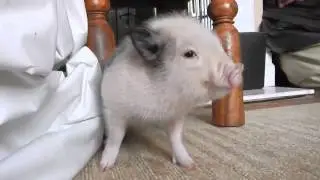 :'c