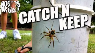Catch N Keep - Spiders/Centipedes #4