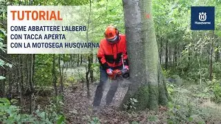 Lavorare con la motosega - Abbattimento - Tacca aperta