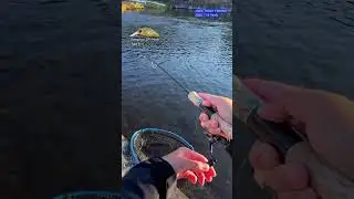 【AREA TROUT FISHING】2025.11.8 Part8