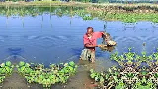 Traditional Net Fishing by Skilled Fisherman - Best Cast Net Fishing - Village Fishing Video