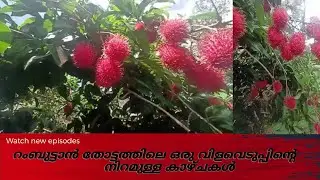 റംബുട്ടാൻ തോട്ടത്തിലെ മനോഹരമായ കാഴ്ചകൾ