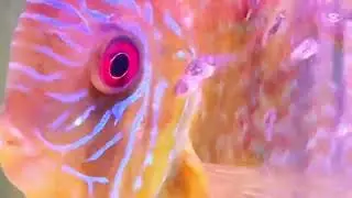 Day 8 Discus Fry FS in Planted Tank  #planted-tank #discus #discusbreeding