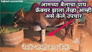 बैलाचा दुखावलेला पाय आणि त्यावर केलेले उपाय / आम्ही शेतकरी / #kokanipravartak