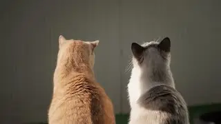 Cleaning the cats