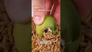 Mealworms vs. Lime