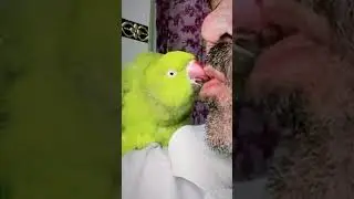Meri Laadli #parrot #pets #birds #love #shortsfeed #shorts #viralshorts #viral #baba #love