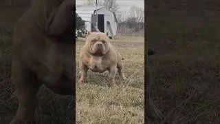 Ch. Big Justice Says Hold On To Your Faith #americanbully #foryou #viral #pocketbullies #abkc