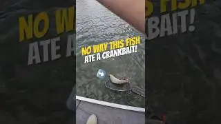 I Caught WHAT on a Crankbait?! 😳🎣 #fishing