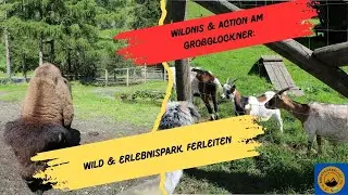 Wildnis & Action am Großglockner: Wild & Erlebnispark Ferleiten | Abenteuerlust TV