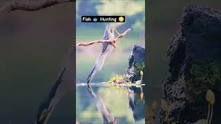 Bird Fishing Like a Pro 🐦🎣 | Amazing Hunt in Nature | Wildlife Short#birds #nature #fishing